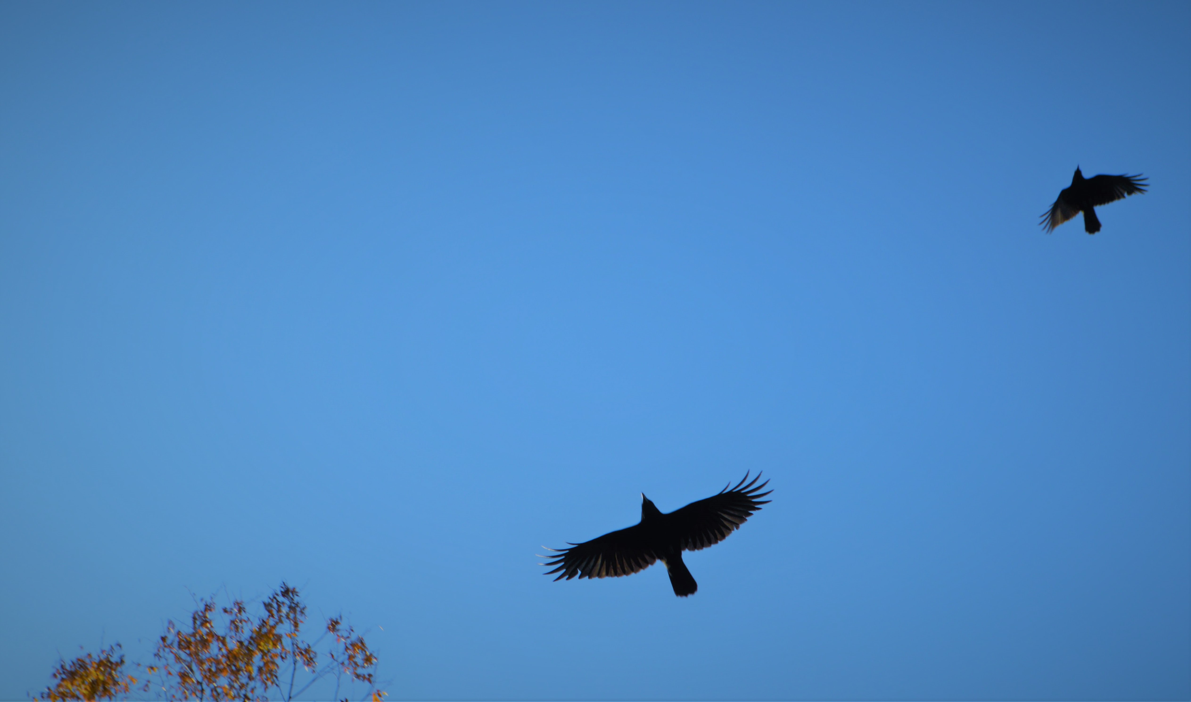 鴉 あすかコーポレイトアドバイザリー株式会社 鴉 あすかコーポレイトアドバイザリー株式会社